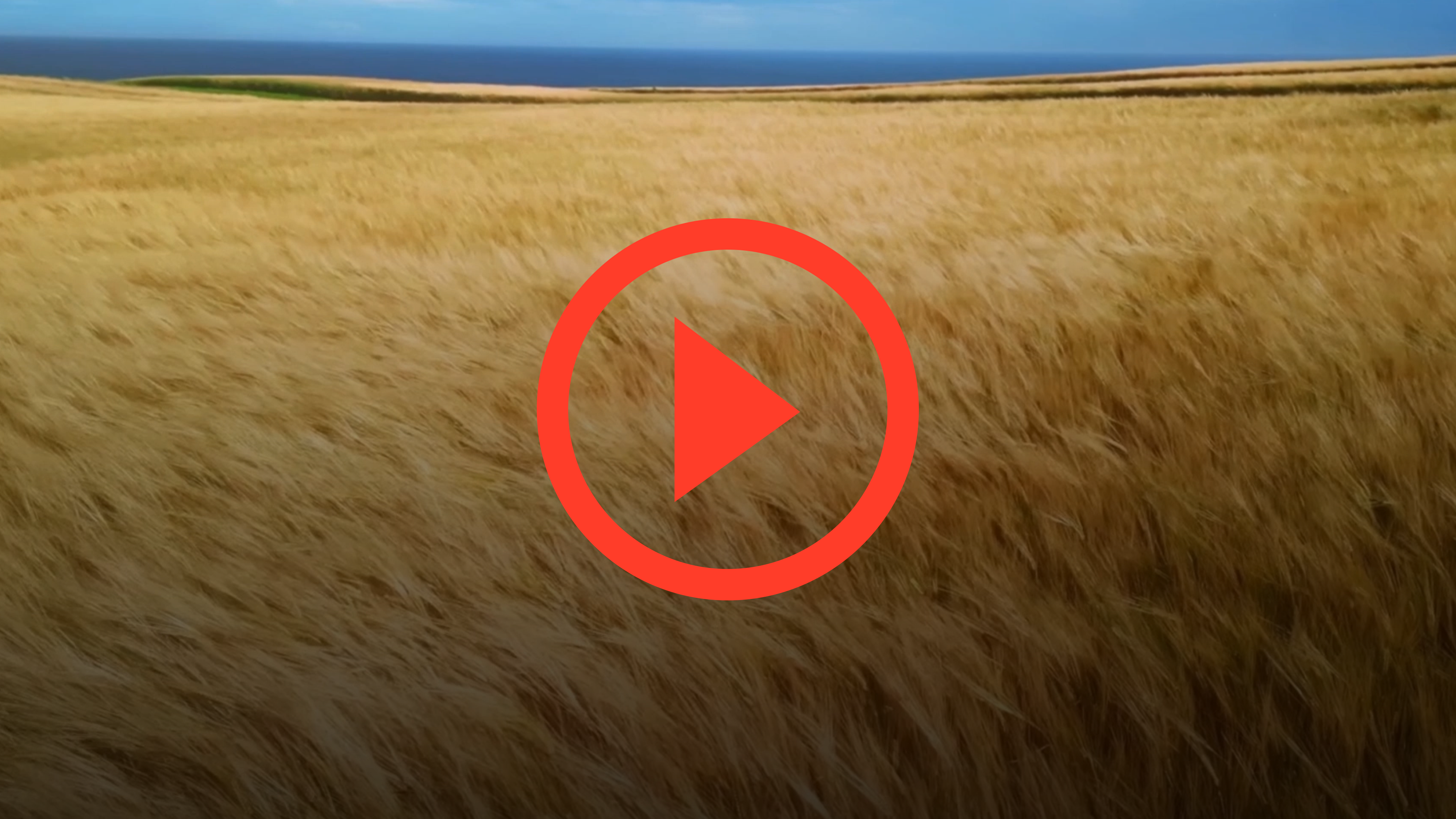 Play the Wild Threads video